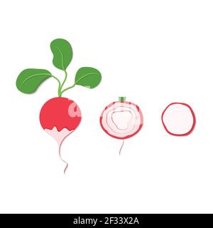 Satz von Papier geschnitten roten Rettich. Vector Papier schneiden Design in Form von reifen Wurzel ganz und Scheibe für die Gestaltung von Lebensmittelverpackungen. Vektorgrafik. Papier Stock Vektor