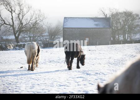 Piebald Gypsy vanner Irish schwarz und weiß Cob Ponys Pferde Spielen im Schnee Stockfoto