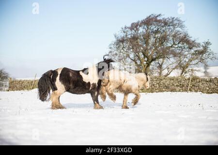 gypsy vanner Cob Pferd Pony Ponys galoppieren und spielen in Der Schnee Stockfoto