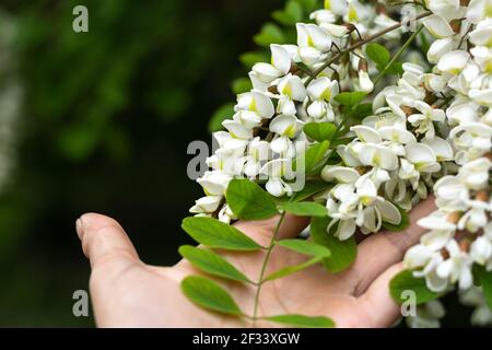 Blüten aus weißer Akazie lat. Robinia. Auf der Hand einer Frau Nahaufnahme. Sammeln blühender Blumen für alternative Medizin im Monat Mai. Weißer Bloo Stockfoto