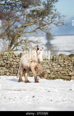gypsy vanner Cob Pferd Pony Ponys galoppieren und spielen in Der Schnee Stockfoto