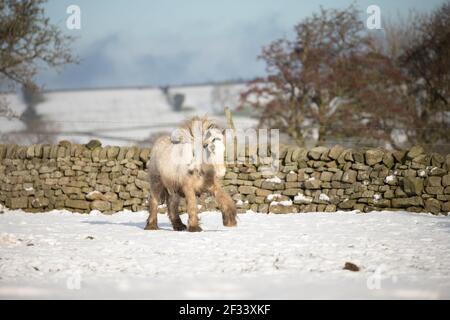 gypsy vanner Cob Pferd Pony Ponys galoppieren und spielen in Der Schnee Stockfoto