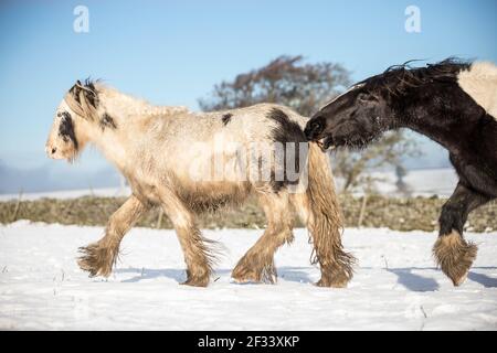 gypsy vanner Cob Pferd Pony Ponys galoppieren und spielen in Der Schnee Stockfoto