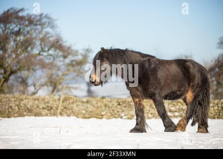 gypsy vanner Cob Pferd Pony Ponys galoppieren und spielen in Der Schnee Stockfoto