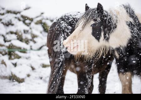 gypsy vanner Cob Pferd Pony Ponys galoppieren und spielen in Der Schnee Stockfoto