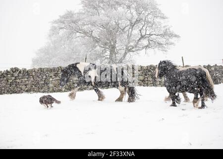 gypsy vanner Cob Pferd Pony Ponys galoppieren und spielen in Der Schnee Stockfoto