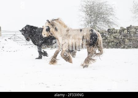 gypsy vanner Cob Pferd Pony Ponys galoppieren und spielen in Der Schnee Stockfoto
