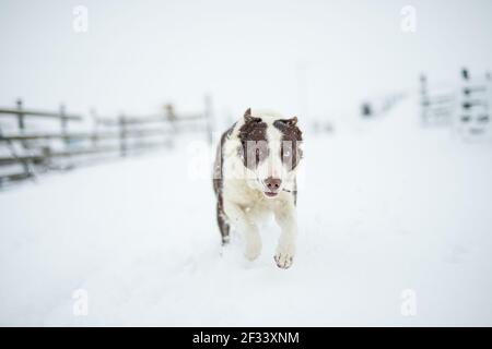 Border Collie Schäferhund läuft im Schnee Stockfoto