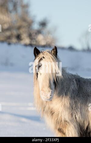 gypsy vanner Cob Pferd Pony Ponys galoppieren und spielen in Der Schnee Stockfoto
