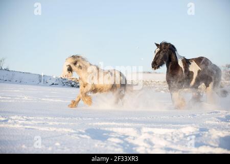 gypsy vanner Cob Pferd Pony Ponys galoppieren und spielen in Der Schnee Stockfoto