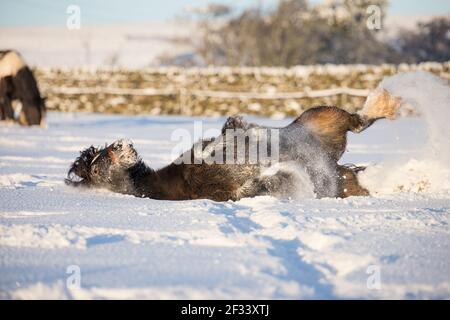 gypsy vanner Cob Pferd Pony Ponys galoppieren und spielen in Der Schnee Stockfoto