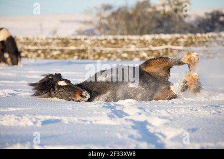 gypsy vanner Cob Pferd Pony Ponys galoppieren und spielen in Der Schnee Stockfoto