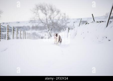 Border Collie Schäferhund läuft im Schnee Stockfoto