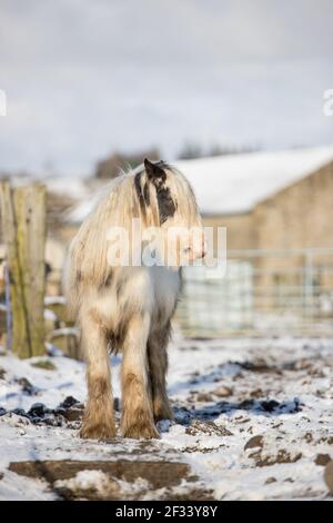 gypsy vanner Cob Pferd Pony Ponys galoppieren und spielen in Der Schnee Stockfoto