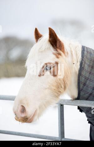 gypsy vanner Cob Pferd Pony Ponys galoppieren und spielen in Der Schnee Stockfoto