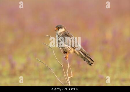 Amur Falcon, Falco amurensis, Weiblich, Pune. Die Weibchen sind stumpfer grau und ihre weißen Unterteile sind gut mit dunklen Chevrons markiert Stockfoto