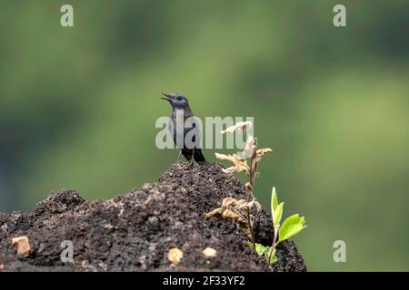 Blaue Steindrossel, Monticola solitarius, Männlich, Pune. Männliche westliche Vögel sind überall dunkelblau, östliche Vögel sind blau mit orangefarbenen Unterteilen Stockfoto