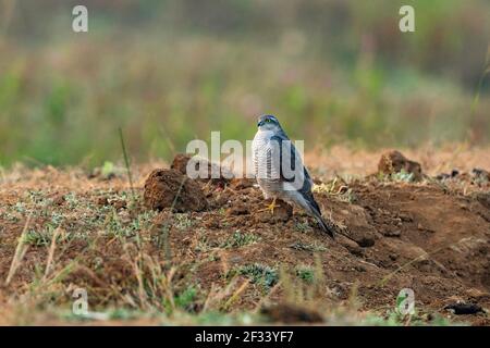 Eurasischer Sperber, Accipiter nisus, Weiblich, Pune. Kleiner, langschwänziger Falke mit breiten, abgerundeten Flügeln Stockfoto