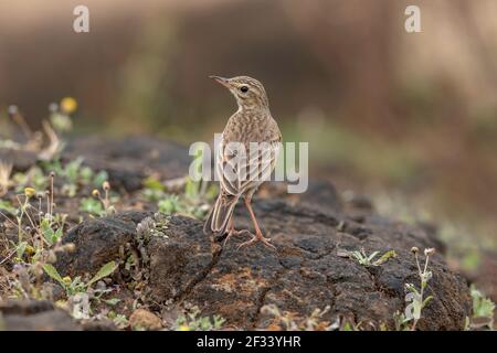 Pipit, Anthus, Pune. Kleine Singvögel mit mittleren bis langen Schwänzen. Stockfoto