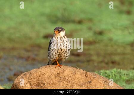 Amur Falcon, Falco amurensis, Weiblich, Pune. Die Weibchen sind stumpfer grau und ihre weißen Unterteile sind gut mit dunklen Chevrons markiert Stockfoto