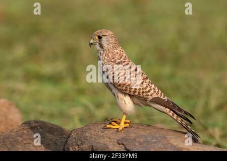 Gemeiner Turmfalke, Falco tinnunculus weiblich, Pune Stockfoto