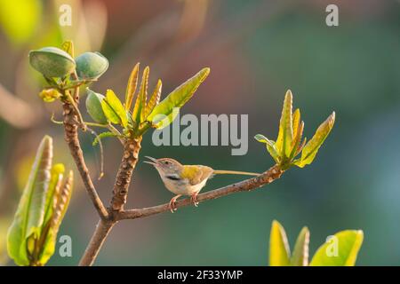 Schwanzvogel, Orthotomus sutorius, Pune. Beliebt für sein Nest aus zusammengenähten Blättern Stockfoto