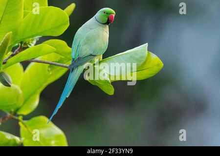 Rosenberingsittich, Psittacula krameri, Pune. Auch bekannt als Ringhals-Sittich Stockfoto