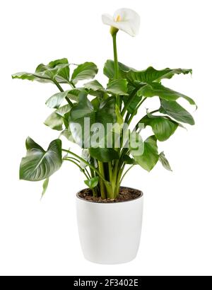 Dekorative Calla Lilie Pflanze mit weißem Blütenstand zeigt die typische Spathe und gelber Spadix mit glänzend grünen Blättern in einem Blumentopf isoliert auf Stockfoto