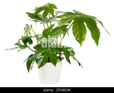 Glänzend grüne gelappte fächerartige Blätter einer ornamentalen Topffatsia Japonica in einer Nahaufnahme Seitenansicht isoliert auf weiß Stockfoto