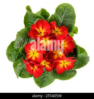 Draufsicht auf eine bunte rote und gelbe Primrose Pflanze mit grünen Blättern, die eine Rosette bilden, isoliert auf Weiß Symbolisch für die Frühjahrssaison Stockfoto