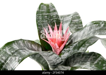 Epiphytische Bromelia aechmea primera Pflanze mit rosa Blume und dekorativ Silbergrüne Blätter in einer beschnittenen Nahaufnahme mit Fokus auf Die Blume Stockfoto