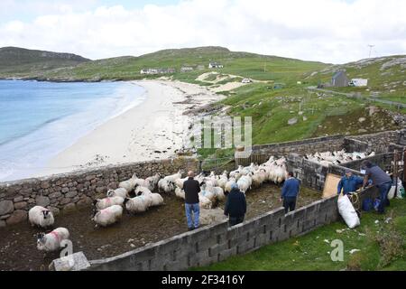 Schafschur bei Huisnish Sheep fank, Huisinish, Isle of harris, Western Isles, Schottland, VEREINIGTES KÖNIGREICH Stockfoto