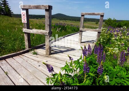 Pfad durch das Torfmoor Bozi dar Tschechische Republik Holzweg Stockfoto