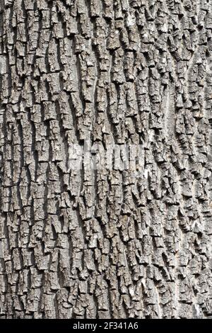 Fraxinus excelsior, europäischer Eschenstamm, Rindenstruktur Stockfoto