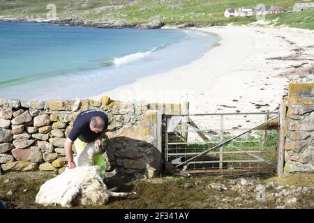 Schafschur bei Huisnish Sheep fank, Huisinish, Isle of harris, Western Isles, Schottland, VEREINIGTES KÖNIGREICH Stockfoto