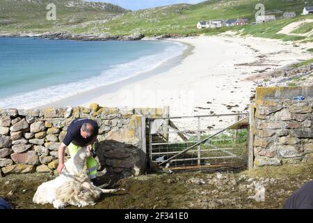 Schafschur bei Huisnish Sheep fank, Huisinish, Isle of harris, Western Isles, Schottland, VEREINIGTES KÖNIGREICH Stockfoto