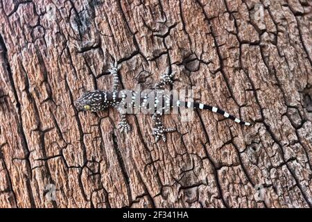 Ein grauer Toki Gecko (Gekko Gecko) auf dem Stumpf eines Thailandbaums. Nahaufnahme Stockfoto