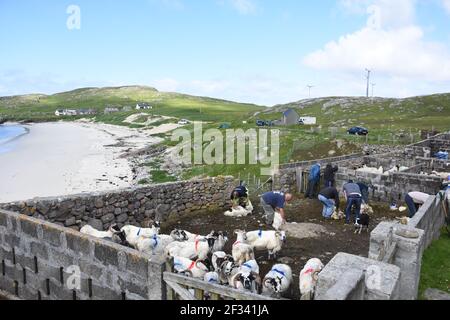 Schafschur bei Huisnish Sheep fank, Huisinish, Isle of harris, Western Isles, Schottland, VEREINIGTES KÖNIGREICH Stockfoto