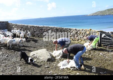 Schafschur bei Huisnish Sheep fank, Huisinish, Isle of harris, Western Isles, Schottland, VEREINIGTES KÖNIGREICH Stockfoto