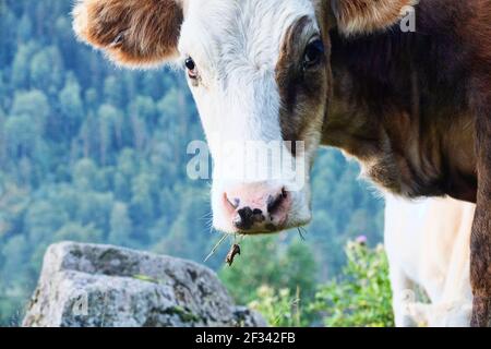 Kaukasische Rinder auf dem Hintergrund der Almen. Porträts von Kühen und Färsen Stockfoto