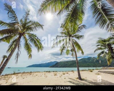 Island Paradise: Palmen, die über einem sandigen Weiß hängen Strand mit atemberaubendem blauem Wasser Stockfoto