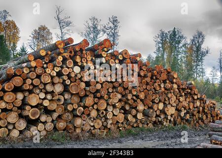 Forstwirtschaft. Ein Stapel von Erlenstämmen, die im Herbst abgeschnitten wurden und eine rötliche Farbe von Holz haben Stockfoto