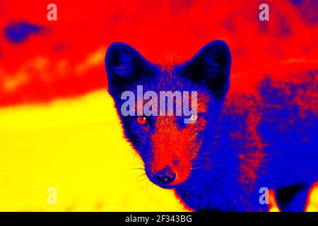 Blue Fox in wissenschaftlicher High-Tech-Wärmebildkamera. Tiere und Temperatur in versteckten Bedingungen Stockfoto