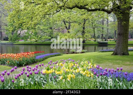 Keukenhof Gärten in SpringTulip Betten und andere Frühlingsblumen Niederlande PL001476 Stockfoto