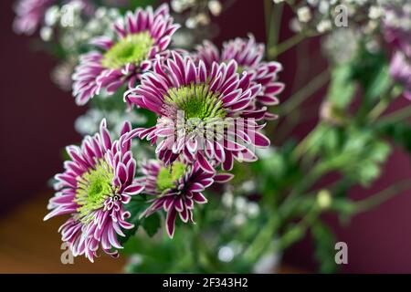 Bunte Buschchronen mit grün-gelbem Kern auf unscharfem Hintergrund. Russland, Moskau, Urlaub, Geschenk, Stimmung, Natur, Blume, Pflanze, Bouquet Stockfoto