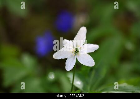 Europäische Holzanemone (Anemone nemorosa) weiße Blume auf einem Hintergrund von blauen Veilchen im Frühlingswald. Makro Stockfoto
