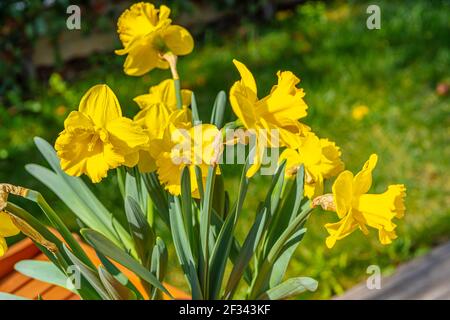 Gelbe Narzissen blühen in der Sonne. Makrofoto. Weiß verschwommener Hintergrund Stockfoto