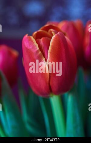 Ungeöffnete rote Tulpe bud Close-up. Russland, Moskau, Urlaub, Geschenk, Stimmung, Natur, blume, pflanze, Bouquet, Makro. Eine rote Tulpe Bud Stockfoto
