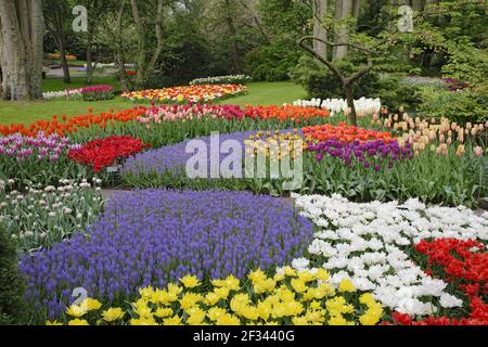 Keukenhof Gärten in SpringTulip Betten und andere Frühlingsblumen Niederlande PL001484 Stockfoto