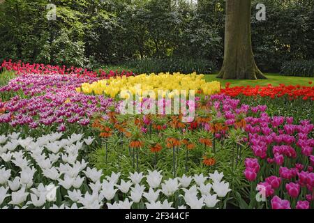 Keukenhof Gärten in SpringTulip Betten und andere Frühlingsblumen Niederlande PL001492 Stockfoto